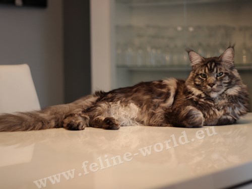 maine_coon_27 (Race)